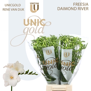 UG Dijk- Diamond River