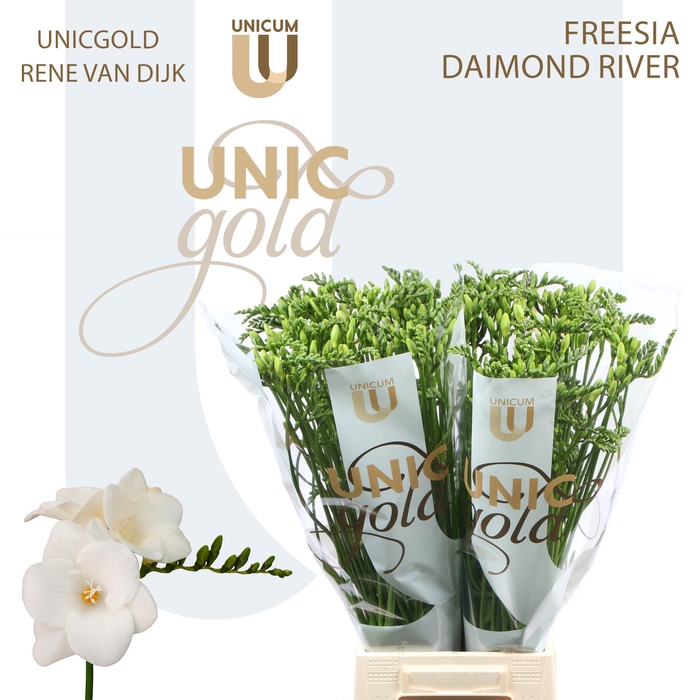 <h4>UG Dijk- Diamond River</h4>