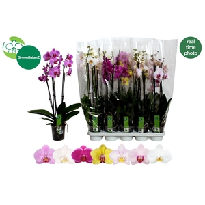 PHAL GEM 7 KL