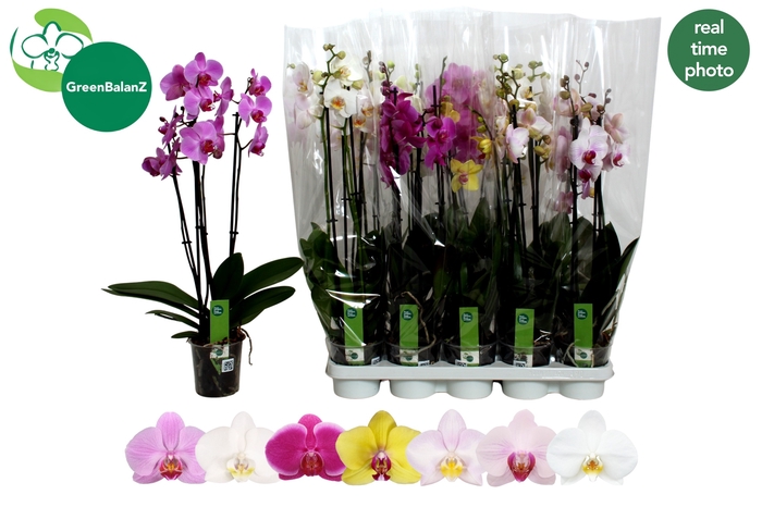 <h4>PHAL GEM 7 KL</h4>