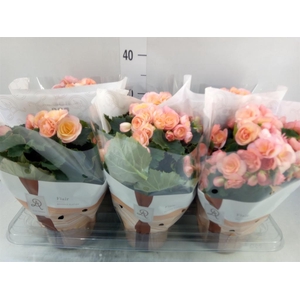 Begonia elat. DU 'Hailey Sunset'