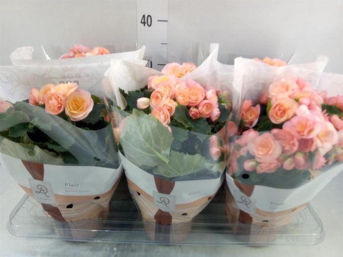 <h4>Begonia elat. DU 'Hailey Sunset'</h4>