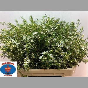 CHAME UN MAJEST WHIT