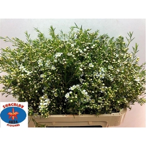 CHAME UN MAJEST WHIT