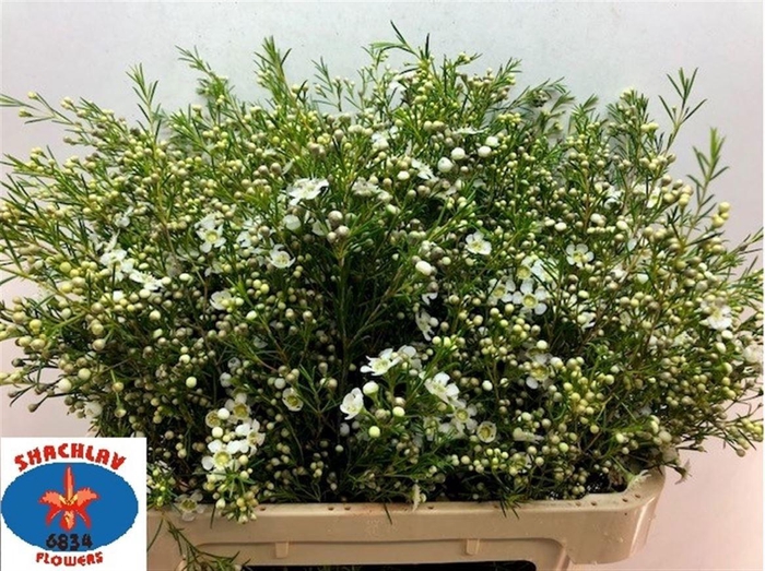 <h4>CHAME UN MAJEST WHIT</h4>