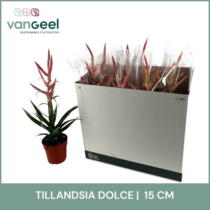 <h4>TILL DOLCE</h4>