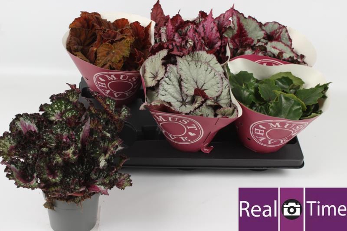 <h4>BEG BEL GEM</h4>