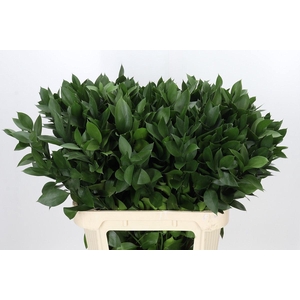 Ruscus aculeatus   ...groot blad