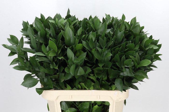 <h4>Ruscus aculeatus   ...groot blad</h4>