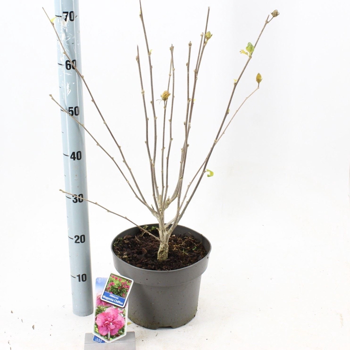 <h4>Hibiscus syriacus</h4>