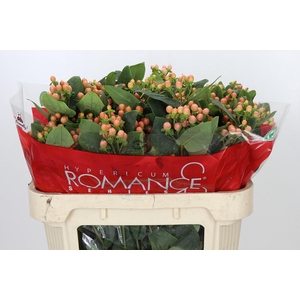 Hypericum Mellow Romance Spray