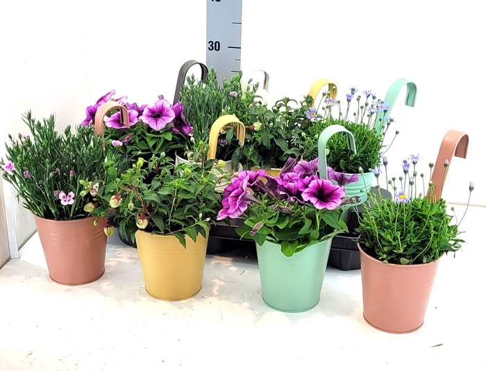 <h4>ARR TUINPLANTEN</h4>