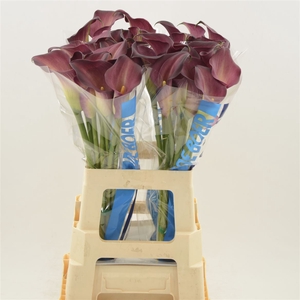 Calla Bordeaux Art