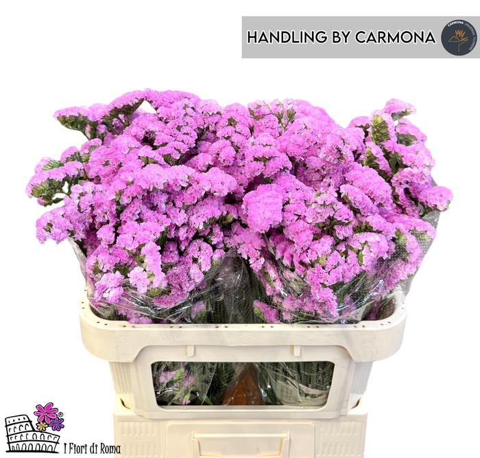 <h4>LIM S CARMEN PINK</h4>