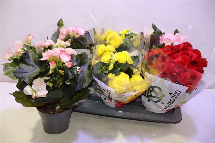 <h4>arr8 Beg Du Gem</h4>