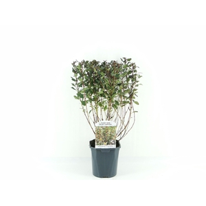 Physocarpus opl. 'Little Devil'