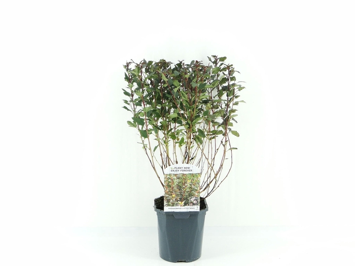 <h4>Physocarpus opl. 'Little Devil'</h4>