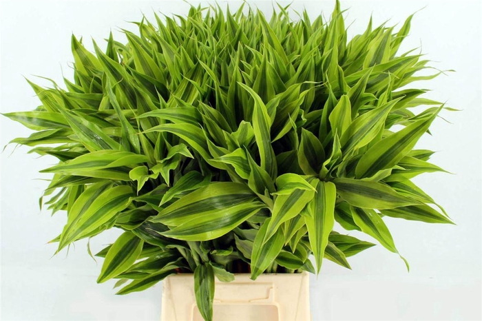 <h4>Drac Sand Gold 72cm</h4>