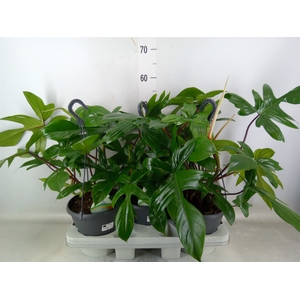 Philodendron   ...