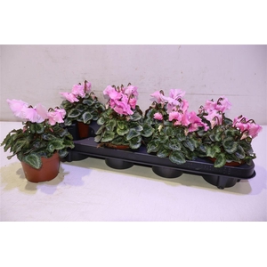 arr8 Cycl Gr Falbala