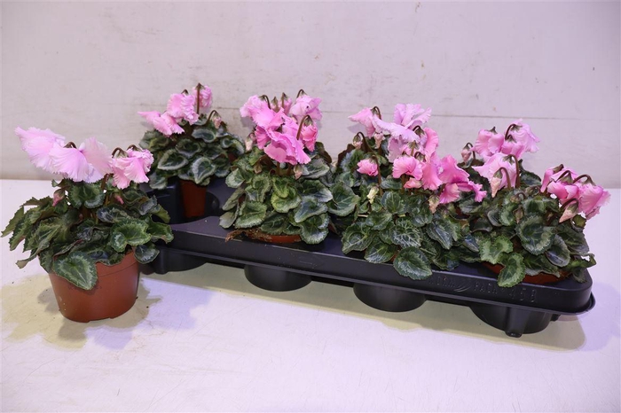 <h4>Cycl Gr Falbala</h4>