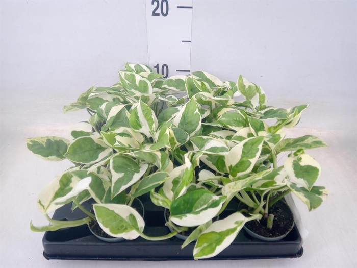 <h4>Epipremnum   ...</h4>