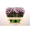 Aster N-B 'Double Date Pink'