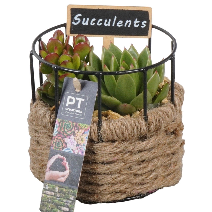 <h4>PTSU8503 Arrangement Succulenten in touwmand met metaal</h4>