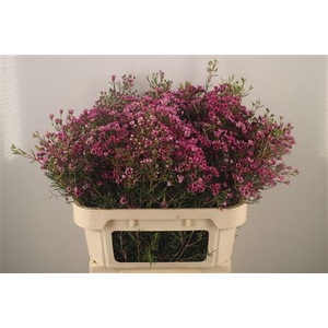 Chamelaucium Jupiter Purple