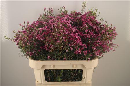 <h4>Chamelaucium Jupiter Purple</h4>