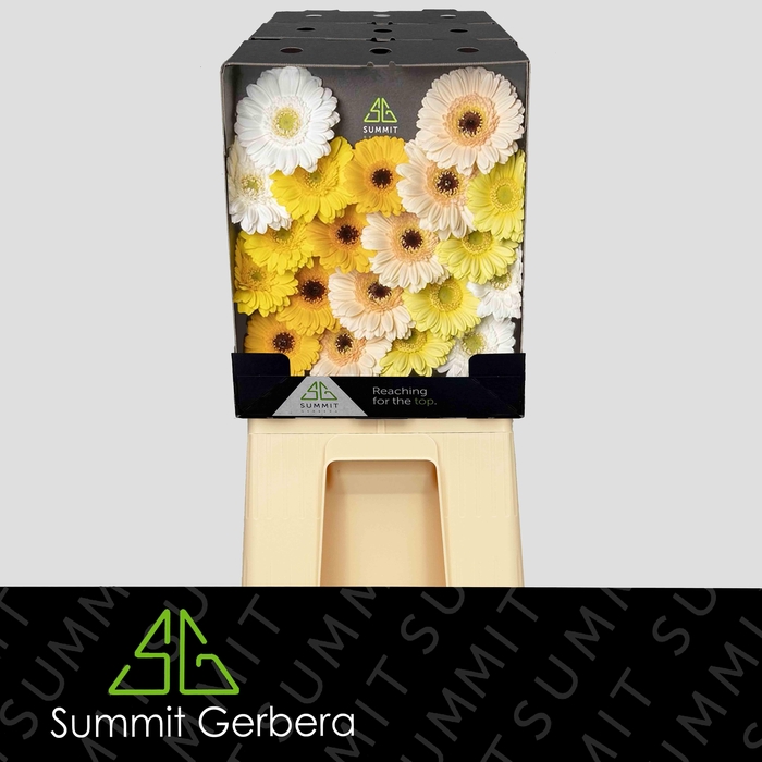 <h4>Germini Mix Dream Yellow Diamond</h4>