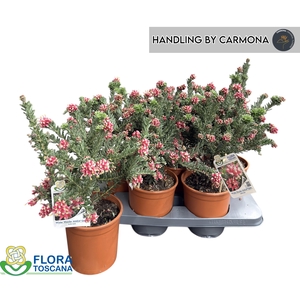 GREV L WINTER WONDER