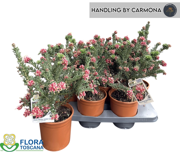 <h4>GREV L WINTER WONDER</h4>