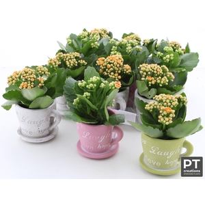 ARR KALANCHOE