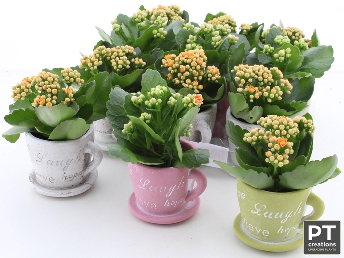 <h4>ARR KALANCHOE</h4>