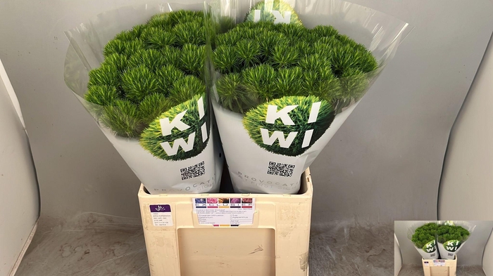 <h4>DI BARB KIWI COOL</h4>