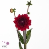 Dahlia Red Runner