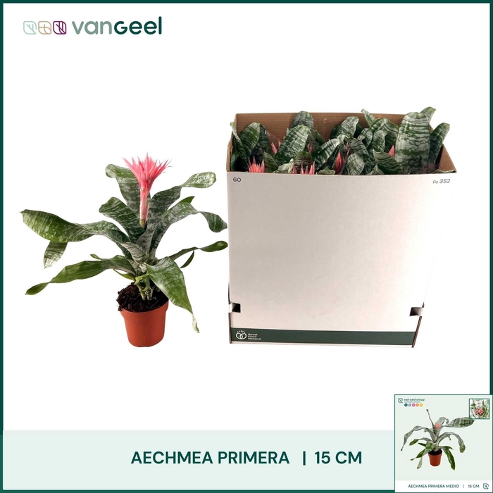 <h4>AECH FAS PRIMERA</h4>