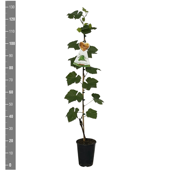 <h4>Vitis vinifera 'Lakemont' (druif wit pitloos)</h4>