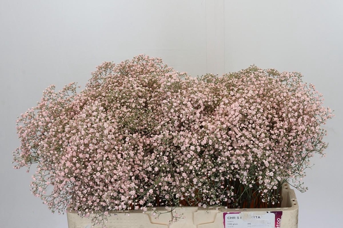 <h4>Gyps Zinzi Tyree</h4>