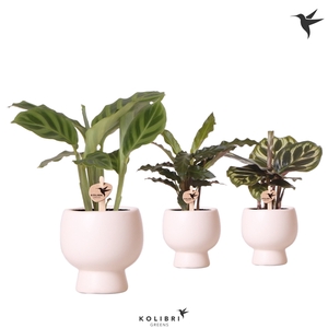 Kolibri Greens Calathea mix in Scandic pot white