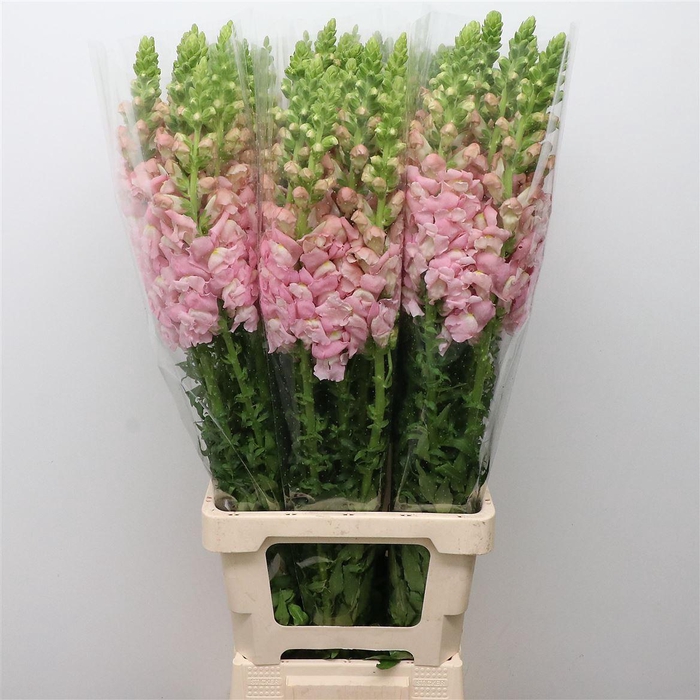 <h4>ANTIR OP SOFT PINK</h4>