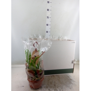 Nepenthes alata