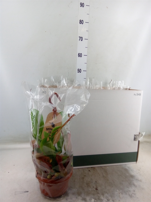 <h4>Nepenthes alata</h4>