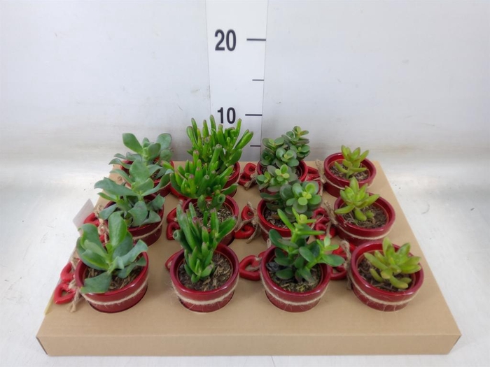 <h4>Succulents   ...</h4>