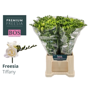 Freesia du Tiffany