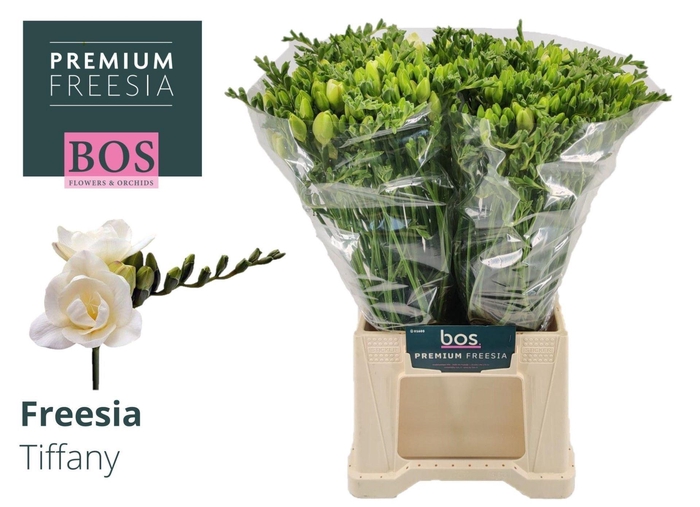 <h4>Freesia du Tiffany</h4>