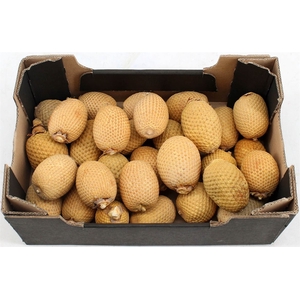 Dried Mauritia Bleached