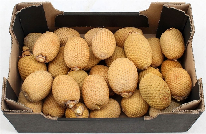 Dried Mauritia Bleached