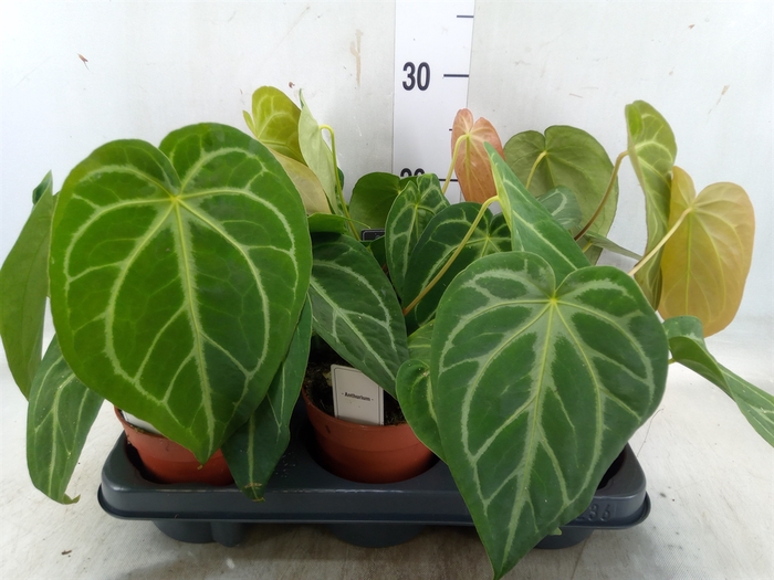 <h4>Anthurium   ...</h4>